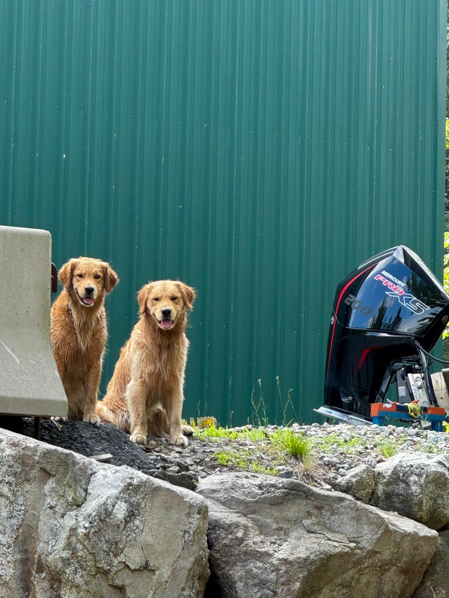 Two golden retrievers at Off the Water Marine